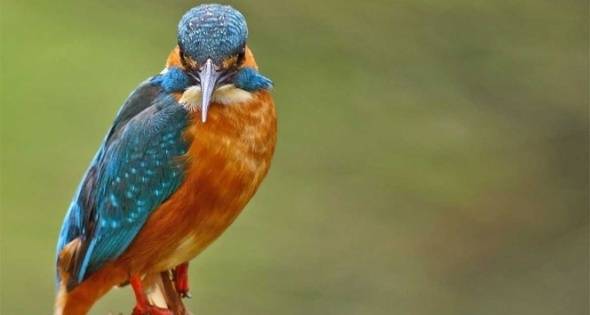 Kızılırmak Kuş Cenneti, Dünya Mirası Listesi'ne girecek