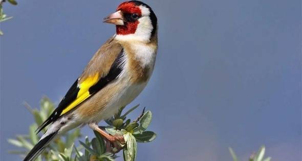 Kızılırmak Kuş Cenneti, Dünya Mirası Listesi'ne girecek