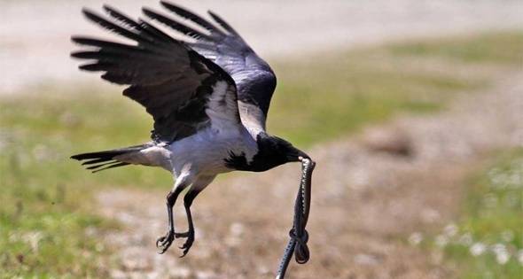 Kızılırmak Kuş Cenneti, Dünya Mirası Listesi'ne girecek