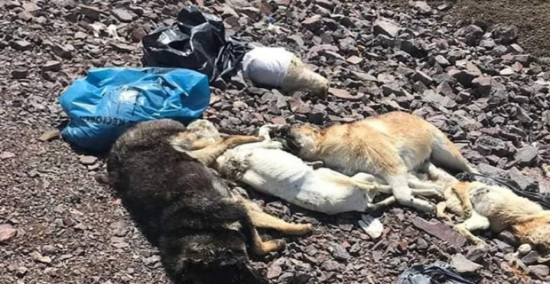 Ankara’da bir başka köpek katliamı daha
