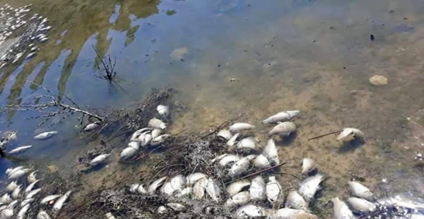 Girdev Gölü’nde binlerce balık telef oldu