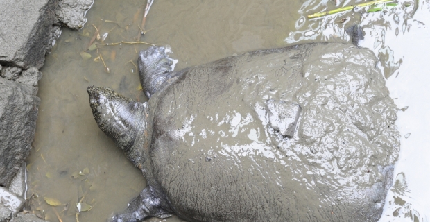 Son 4 Yangtze kaplumbağasından biri öldü