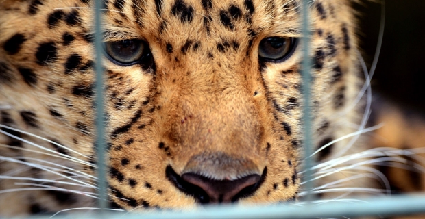 Ulusal parkta leopar dehşeti: 1 ölü