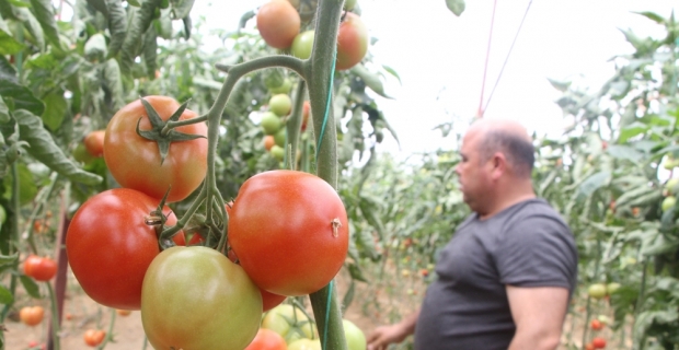 Domates fiyatları uzun aradan sonra üreticisini güldürdü