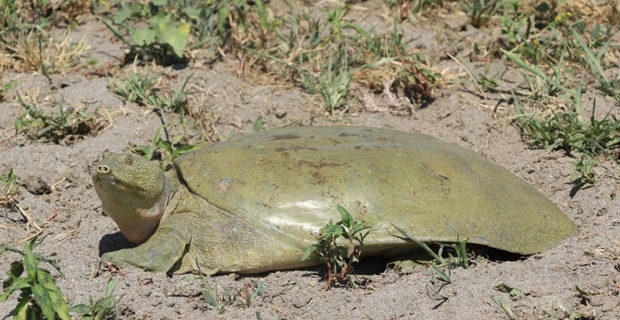 Nesli tükenmek üzere olan Fırat kaplumbağası bulundu
