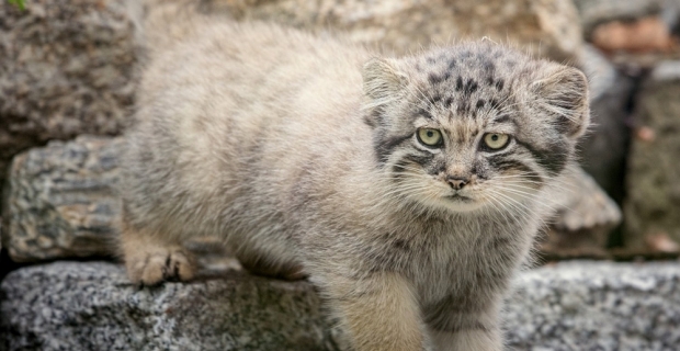 Polonya’da nesli tükenme tehlikesi bulunan 5 pallas kedisi doğdu