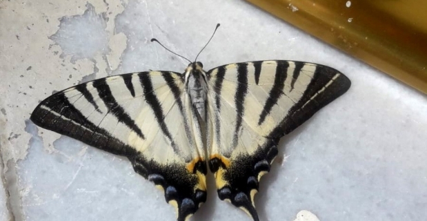 Adıyaman’da zebra çatal kuyruklu kelebek görüldü