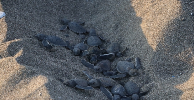 40 binin üzerinde yavru kaplumbağa denizle buluştu