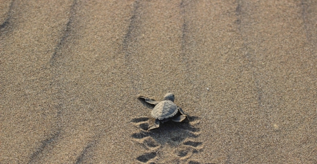 Caretta yavruları denize kavuşma yolculuğunda