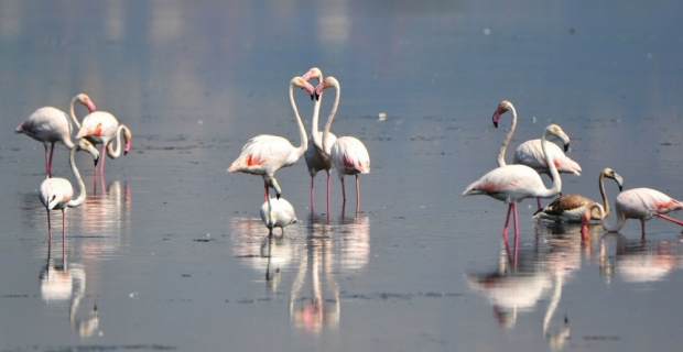 Flamingolar kışı geçirmek için Hersek’e geldi