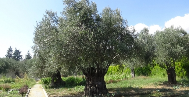 810 yıllık zeytin ağacı turizme hizmet ediyor