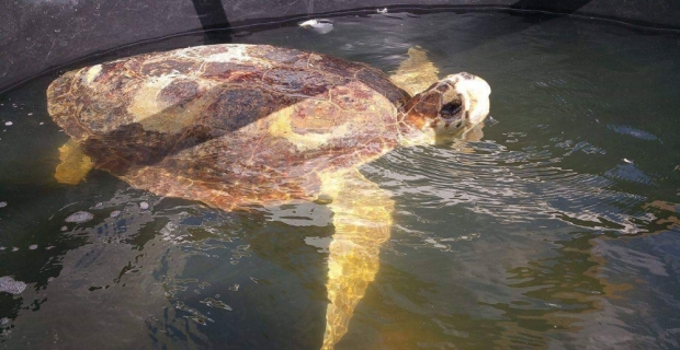 Astrid isimli caretta caretta 4 yıl sonra sağlığına kavuştu