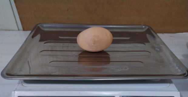 Bu yumurtayı görenler şaşkınlığını gizleyemedi