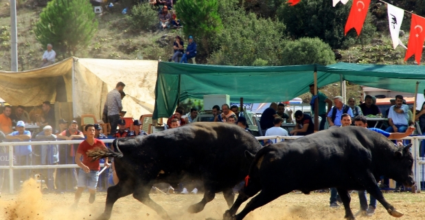 Kafaca arenasında kıran kırana güreş