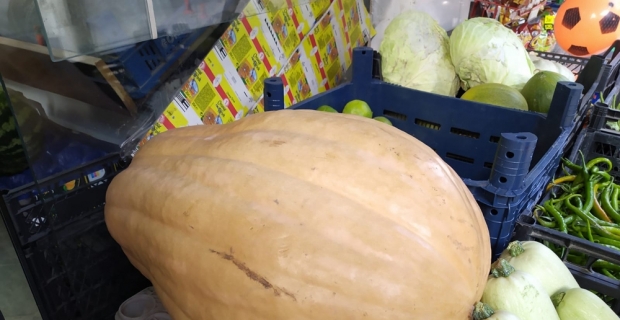 Bu bal kabağı tam 33,8 kilogram