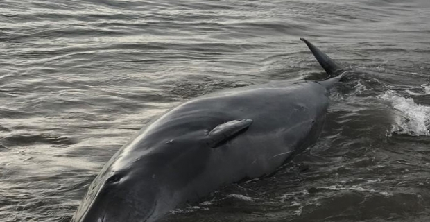 Finike’de sahile dev Gagalı balinası vurdu