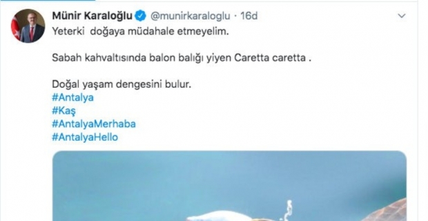 Validen balon balığı yiyen caretta caretta paylaşımı