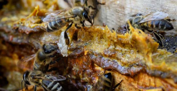 Bağışıklık sisteminin destekçisi: Propolis