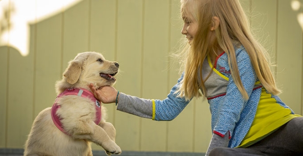 Hangi tasma modeli köpekler için daha sağlıklı? Aktivite önerileriniz var mı?