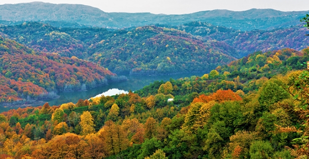 Türkiye ormanları sera gazı salınımının yüzde 16’sını tutuyor