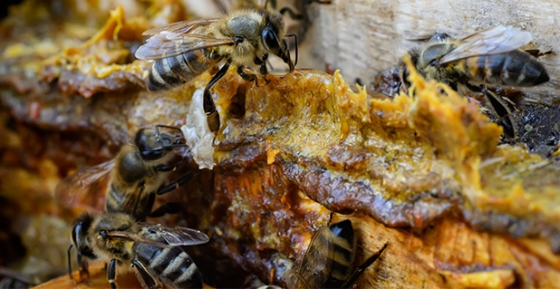 Doğadan gelen enfeksiyon savarlar: Bal ve propolis