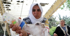 Annesi ölen keçiyi bebekleri gibi besliyorlar