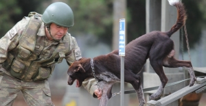 Sınır ötesi operasyonlara yerli ırk köpek