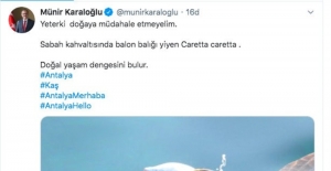 Validen balon balığı yiyen caretta caretta paylaşımı