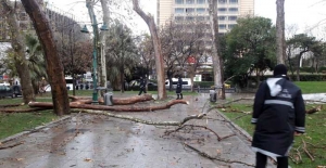 Gezi Parkı’nda kuruyan ağaçlar kaldırılıyor yenileri dikiliyor