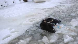Donan gölde kırılan buzdan suya düşen inek böyle kurtarıldı