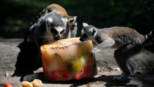 Hayvanların buzlu meyve keyfi