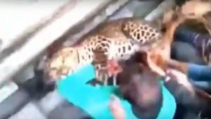 Hindistan’da leopar dehşeti: 20 yaralı