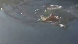 Kahraman adam köpeği buzlu sudan böyle kurtardı