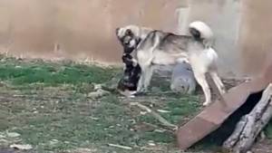 Kedi ile köpeğin kıskandıran dostluğu