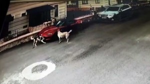 Köpeker lüks otomobili böyle parçaladı