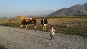 Minik hayvanseverin neşeli görüntüleri tıklanma rekoru kırdı