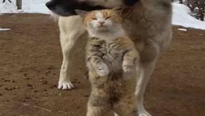 Tunceli’de kedi ve köpeğin dostluğu
